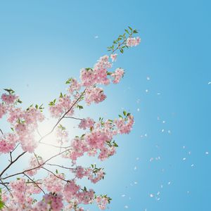 吴绮珊裸乳无奶罩写真
